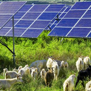Sheep-Solar