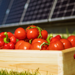 Crop Production Agrivoltaic Solar Farm