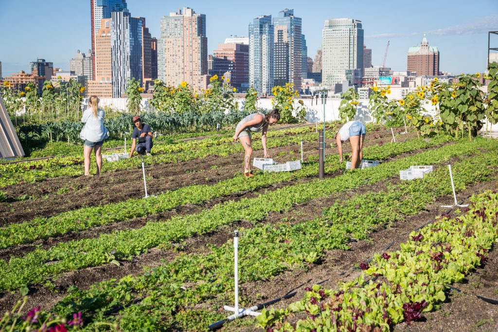 City Growers NYC